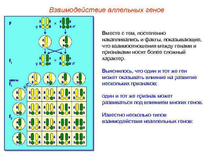 Взаимодействие аллельных генов Вместе с тем, постепенно накапливались и факты, показывающие, что взаимоотношения между