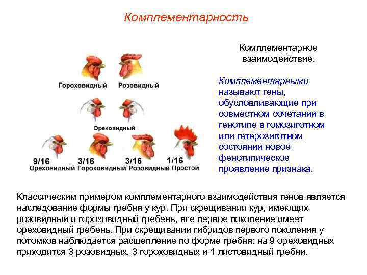 Комплементарность Комплементарное взаимодействие. Комплементарными называют гены, обусловливающие при совместном сочетании в генотипе в гомозиготном