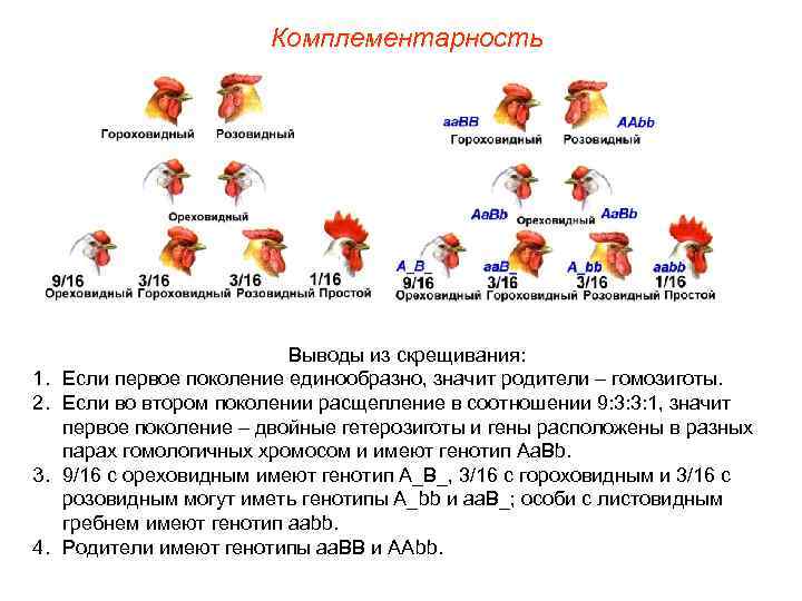 Комплементарность 1. 2. 3. 4. Выводы из скрещивания: Если первое поколение единообразно, значит родители