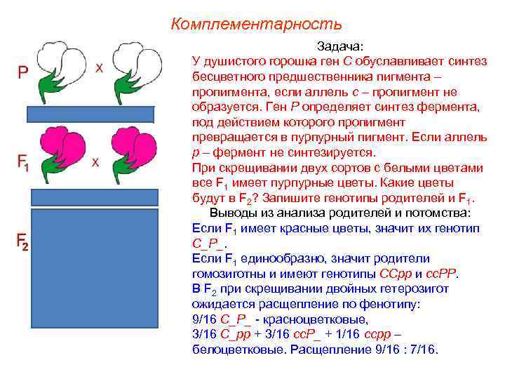 Комплементарность Задача: У душистого горошка ген С обуславливает синтез бесцветного предшественника пигмента – пропигмента,