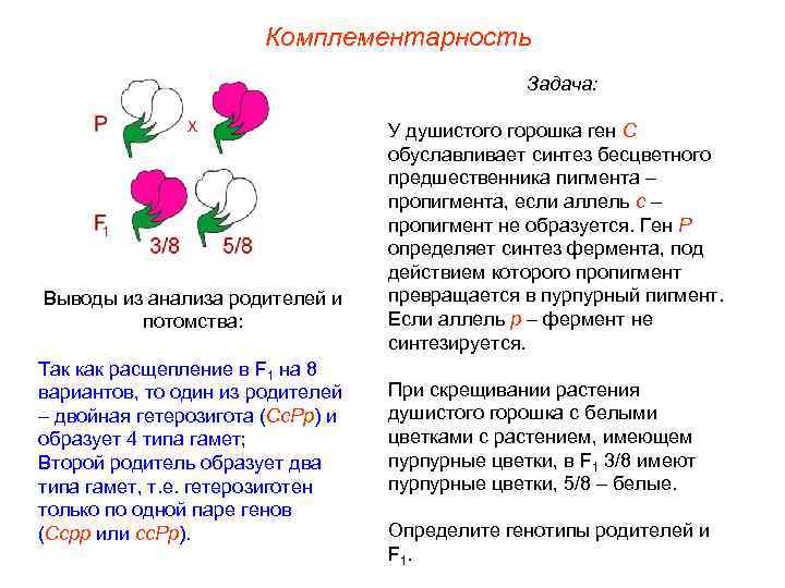 Комплементарность Задача: Выводы из анализа родителей и потомства: Так как расщепление в F 1