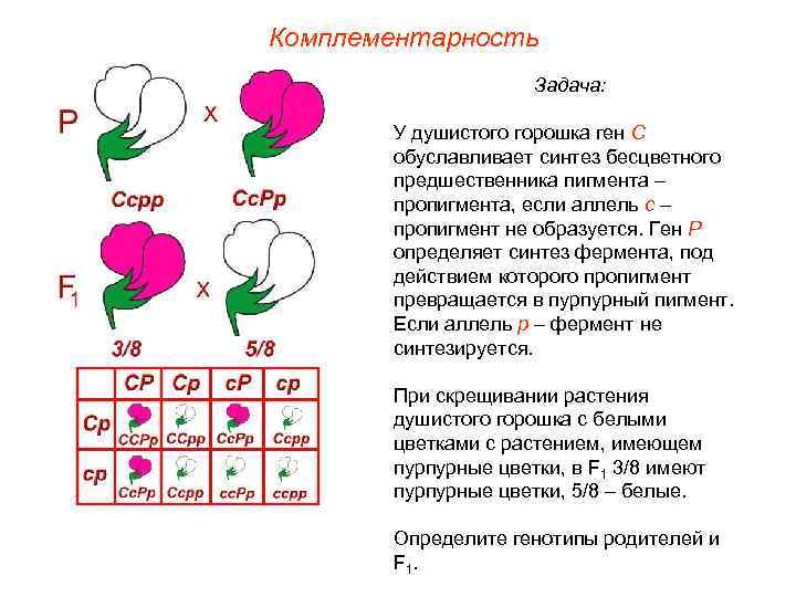 Комплементарность Задача: У душистого горошка ген С обуславливает синтез бесцветного предшественника пигмента – пропигмента,