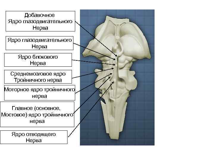 Добавочное Ядро глазодвигательного Нерва Ядро блокового Нерва Среднемозговое ядро Тройничного нерва Моторное ядро тройничного