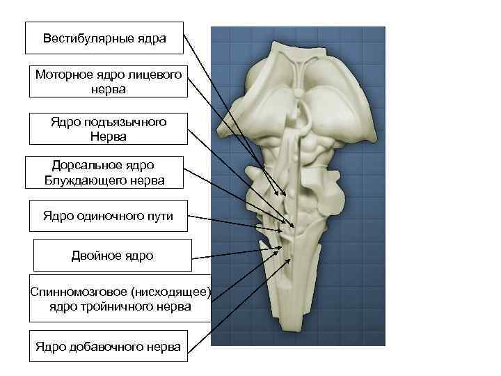 Вестибулярные ядра Моторное ядро лицевого нерва Ядро подъязычного Нерва Дорсальное ядро Блуждающего нерва Ядро
