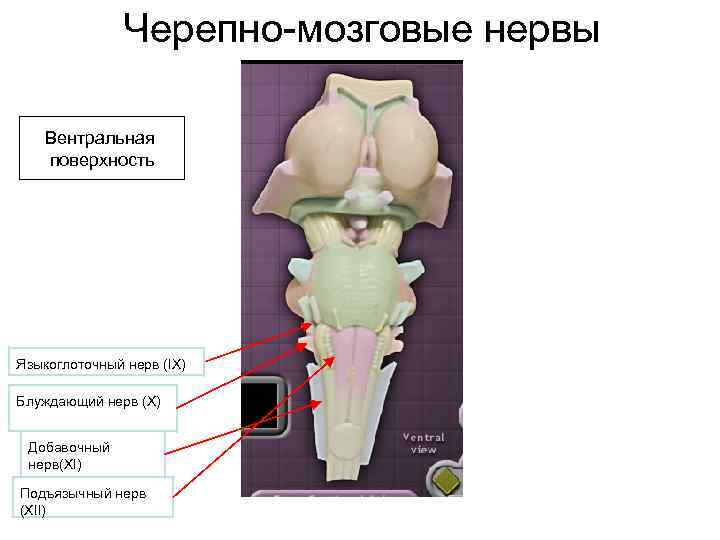 Черепно-мозговые нервы Вентральная поверхность Языкоглоточный нерв (IX) Блуждающий нерв (X) Добавочный нерв(XI) Подъязычный нерв