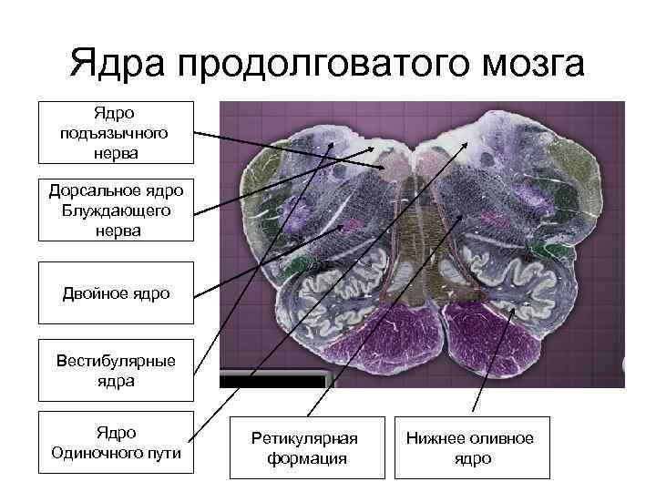 Ядра продолговатого мозга Ядро подъязычного нерва Дорсальное ядро Блуждающего нерва Двойное ядро Вестибулярные ядра