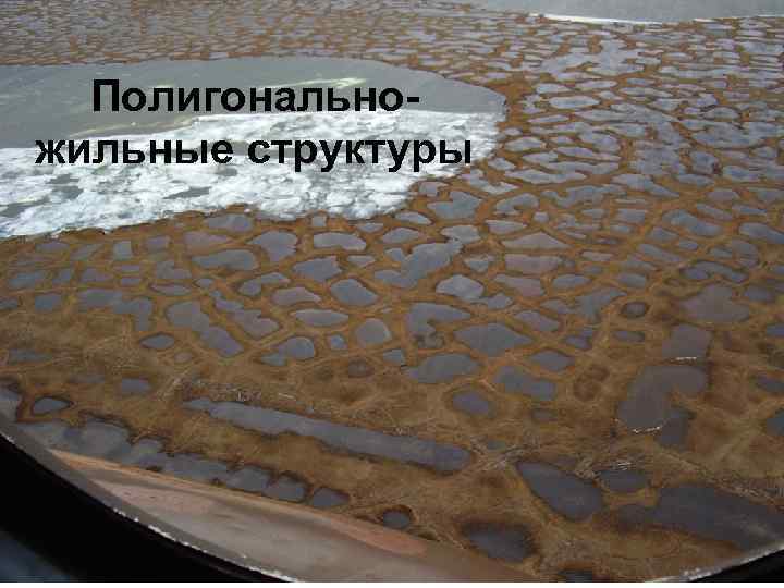 Полигонально жильные структуры 