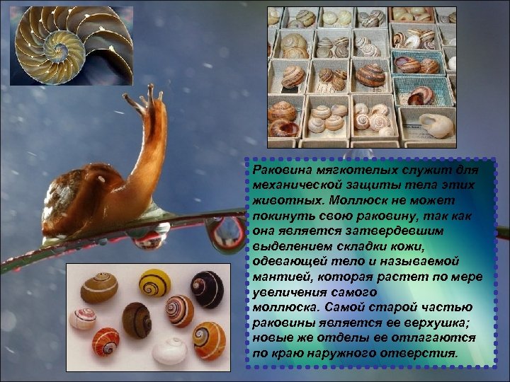 Раковина мягкотелых служит для механической защиты тела этих животных. Моллюск не может покинуть свою