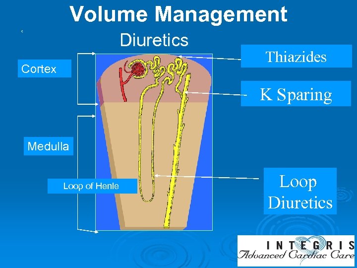 Volume Management c Diuretics Cortex Thiazides K Sparing Medulla Loop of Henle Loop Diuretics