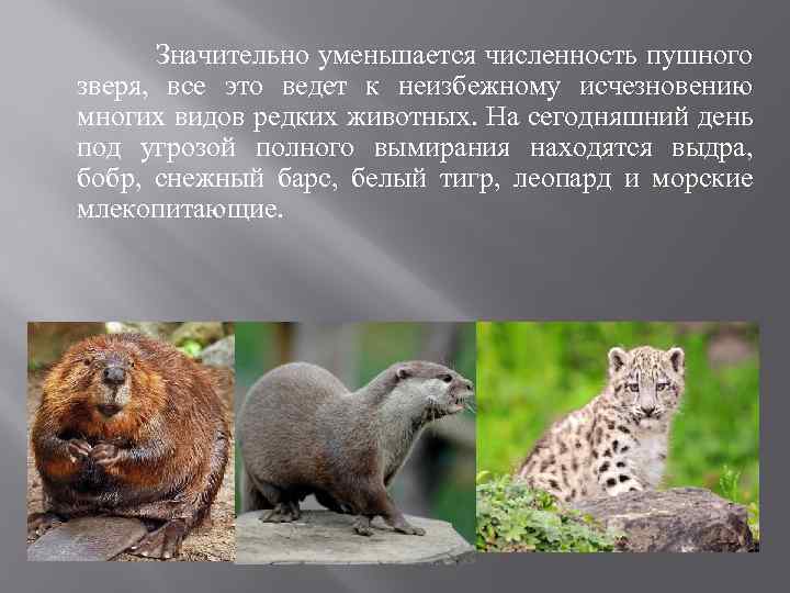  Значительно уменьшается численность пушного зверя, все это ведет к неизбежному исчезновению многих видов