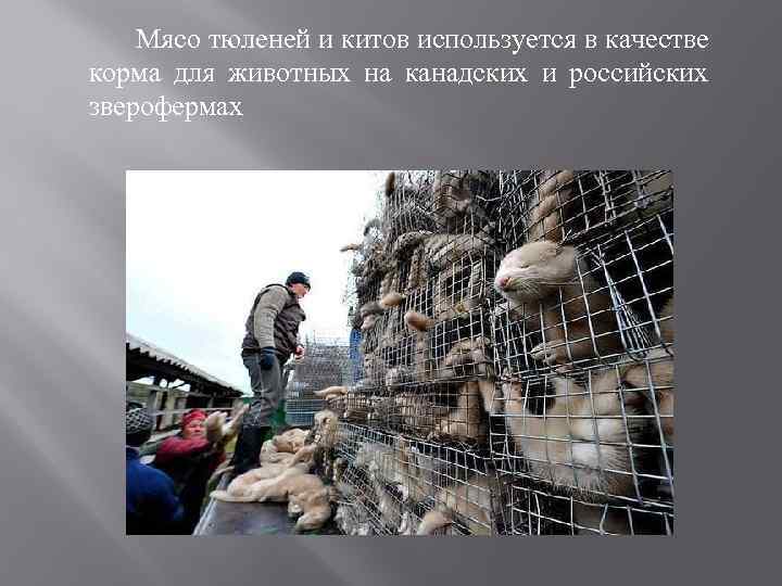  Мясо тюленей и китов используется в качестве корма для животных на канадских и