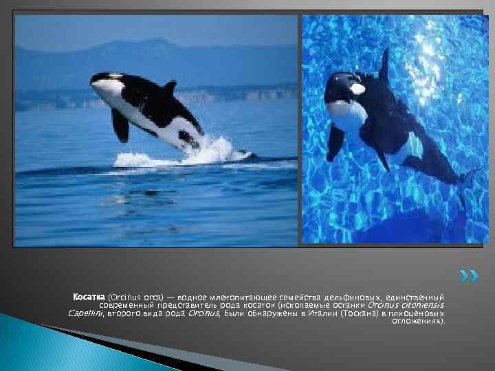 Косатка (Orcinus orca) — водное млекопитающее семейства дельфиновых, единственный современный представитель рода косаток (ископаемые