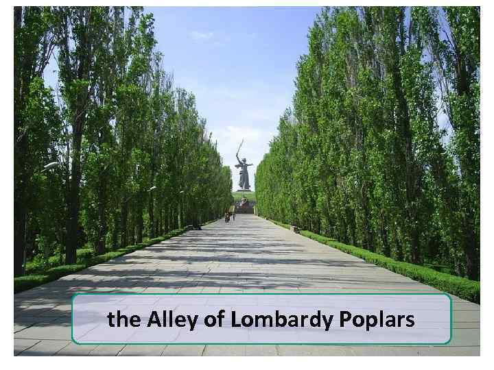 the Alley of Lombardy Poplars 