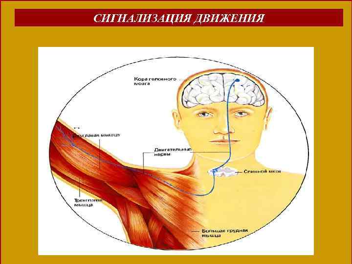СИГНАЛИЗАЦИЯ ДВИЖЕНИЯ 