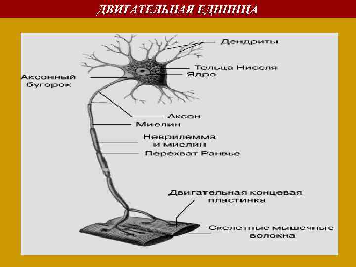 Схема двигательная единица