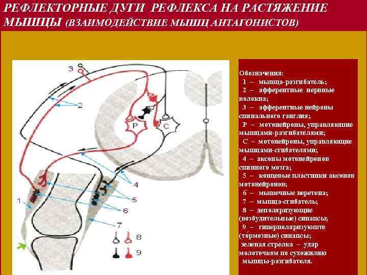 Схема рефлекса растяжения