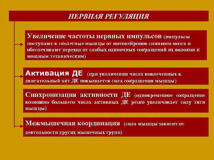 НЕРВНАЯ РЕГУЛЯЦИЯ Увеличение частоты нервных импульсов (импульсы поступают в скелетные мышцы от мотонейронов спинного