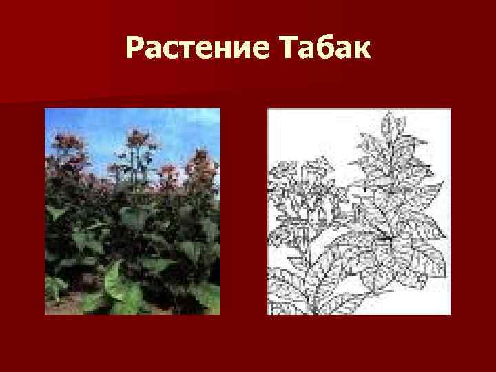 Растение Табак 