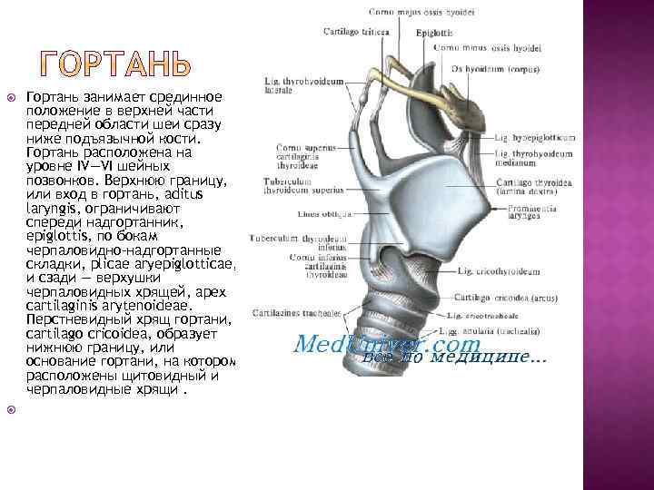  Гортань занимает срединное положение в верхней части передней области шеи сразу ниже подъязычной