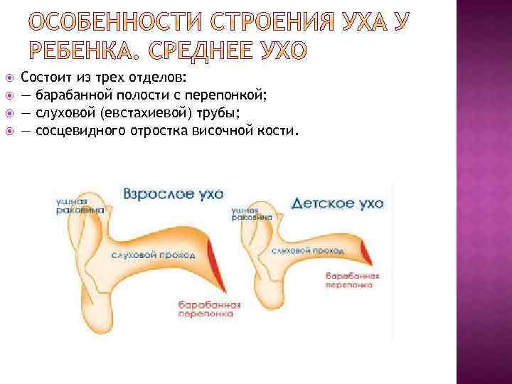  Состоит из трех отделов: — барабанной полости с перепонкой; — слуховой (евстахиевой) трубы;