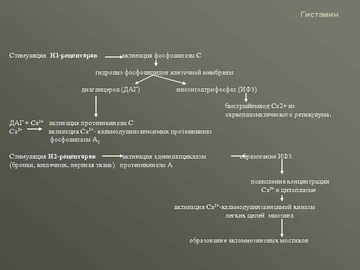 Механизм действия гистамина. Гистамин классификация. Механизм действия гистаминолитиков. Гистамин фармакология.