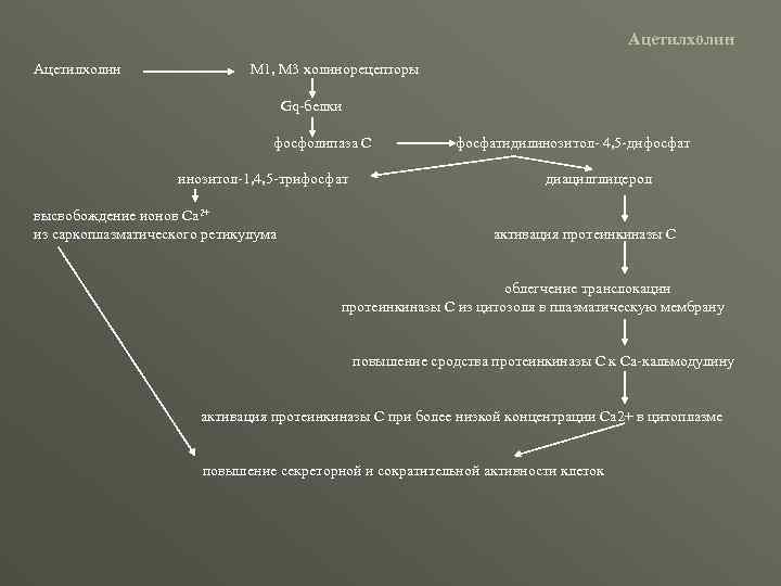 Ацетилхолин М 1, М 3 холинорецепторы Gq-белки фосфолипаза С инозитол-1, 4, 5 -трифосфат высвобождение
