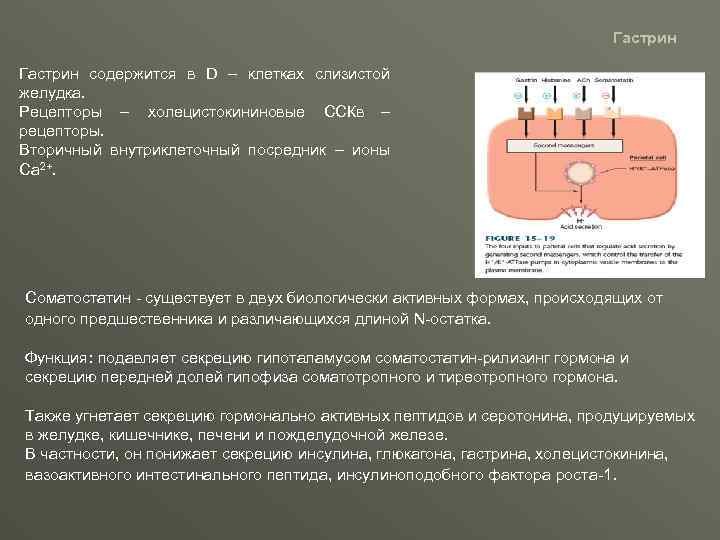 Гастрин содержится в D – клетках слизистой желудка. Рецепторы – холецистокининовые ССКв – рецепторы.