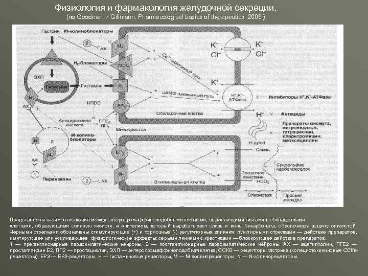 Физиология и фармакология желудочной секреции. (по Goodman и Gillmann, Pharmacological basics of therapeutics, 2006