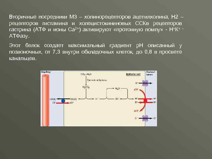 Вторичные посредники М 3 – холинорецепторов ацетилхолина, Н 2 – рецепторов гистамина и холецистокининовых