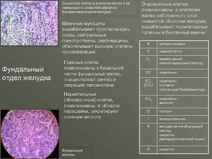 Слизистые клетки в эпителии желез и на поверхности слизистой оболочки фундального отдела желудка Шеечные