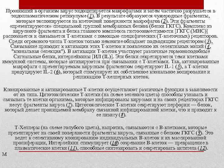 Проникший в организм вирус эндоцитируется макрофагами и затем частично разрушается в эндоплазматическом ретикулуме (1).