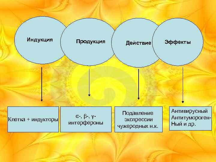 Индукция Клетка + индукторы Продукция α-, β-, γинтерфероны Действие Подавление экспрессии чужеродных н. к.