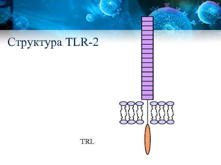 Структура TLR-2 TRL 