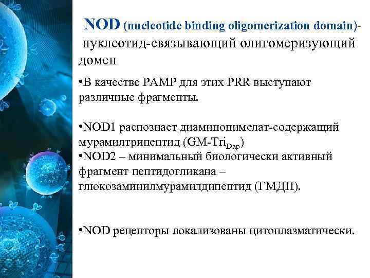 NOD (nucleotide binding oligomerization domain)нуклеотид-связывающий олигомеризующий домен • В качестве РАМР для этих PRR