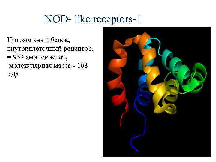 NOD- like receptors-1 Цитозольный белок, внутриклеточный рецептор, = 953 аминокислот, молекулярная масса - 108