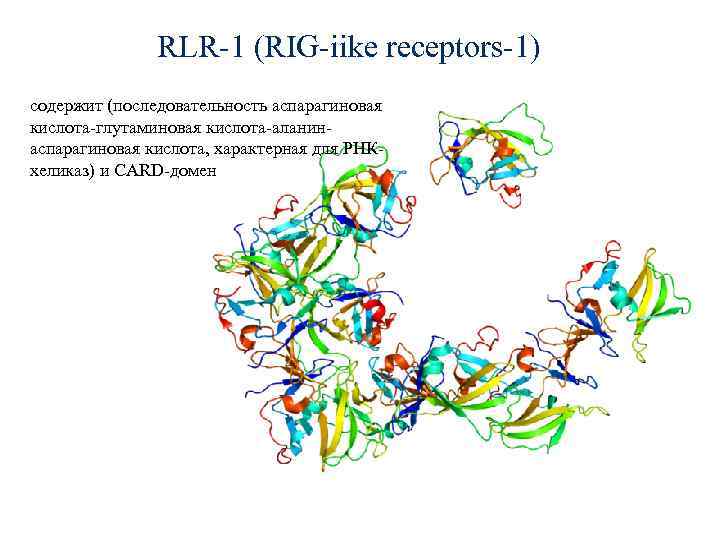 RLR-1 (RIG-iike receptors-1) содержит (последовательность аспарагиновая кислота-глутаминовая кислота-аланинаспарагиновая кислота, характерная для РНКхеликаз) и CARD-домен