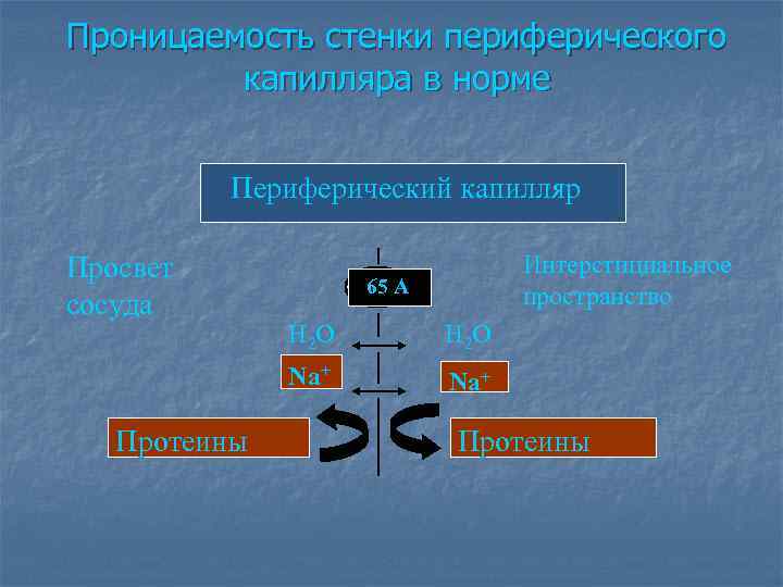 Проницаемость стенки периферического капилляра в норме Периферический капилляр Просвет сосуда Интерстициальное пространство 65 А