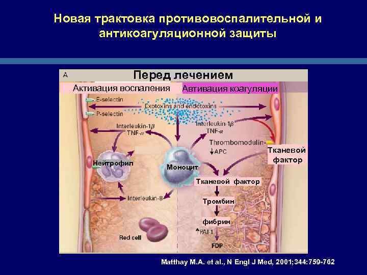 Новая трактовка противовоспалительной и антикоагуляционной защиты Перед лечением Активация воспаления Нейтрофил Автивация коагуляции Тканевой