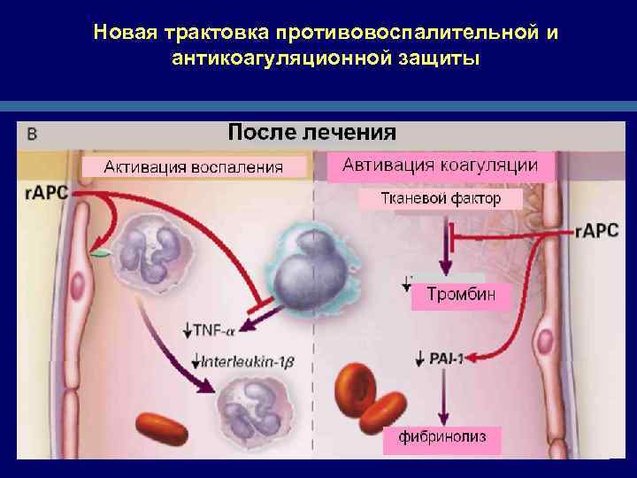Новая трактовка противовоспалительной и антикоагуляционной защиты 