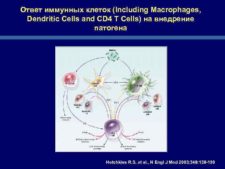 Ответ иммунных клеток (Including Macrophages, Dendritic Cells and CD 4 T Cells) на внедрение