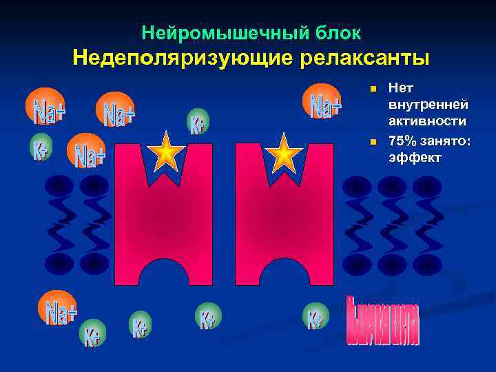 Нейромышечный блок Недеполяризующие релаксанты n n Нет внутренней активности 75% занято: эффект 