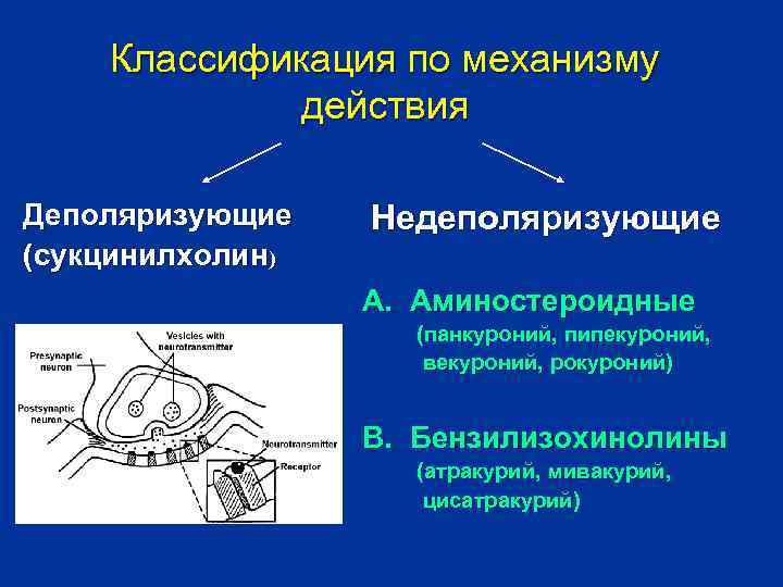 Классификация по механизму действия Деполяризующие (сукцинилхолин) Недеполяризующие А. Аминостероидные (панкуроний, пипекуроний, векуроний, рокуроний) В.