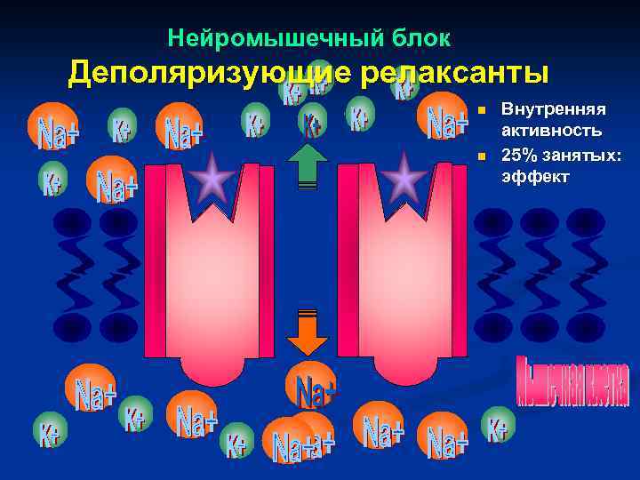 Нейромышечный блок Деполяризующие релаксанты n n Внутренняя активность 25% занятых: эффект 