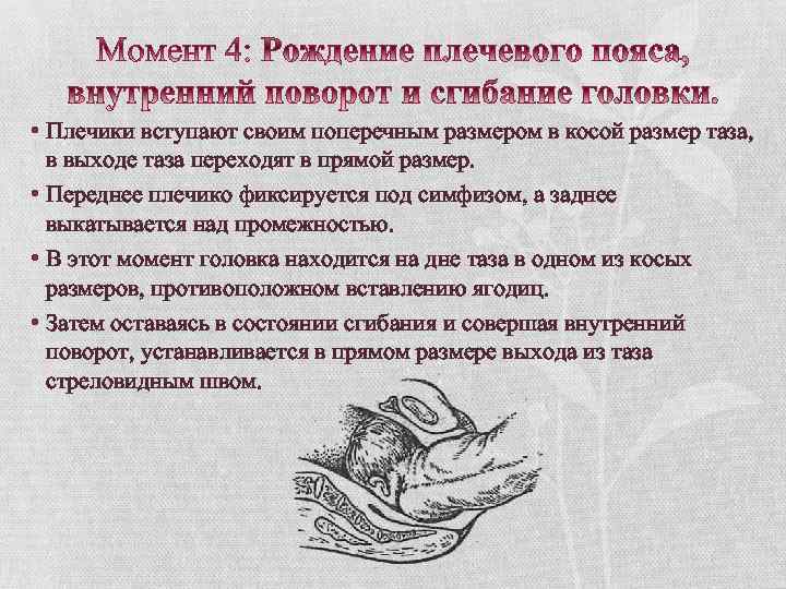  • Плечики вступают своим поперечным размером в косой размер таза, в выходе таза