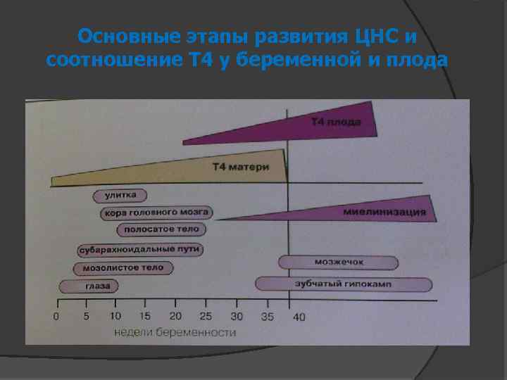 Основные этапы развития ЦНС и соотношение Т 4 у беременной и плода 