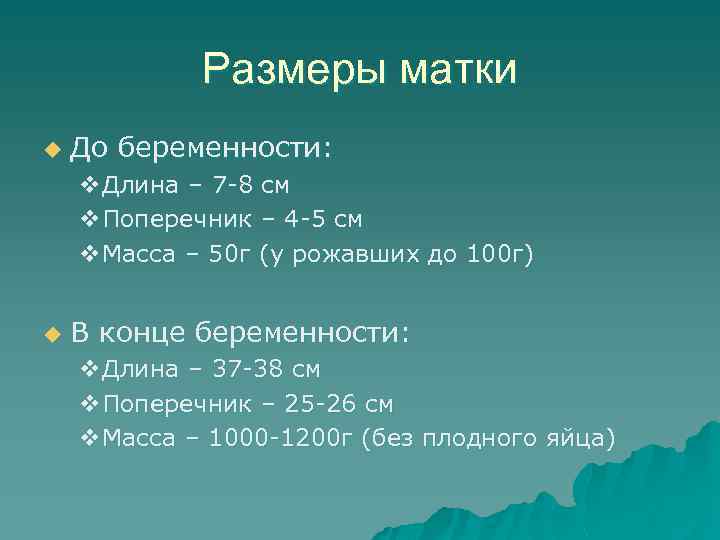 Размеры матки u До беременности: v. Длина – 7 -8 см v. Поперечник –