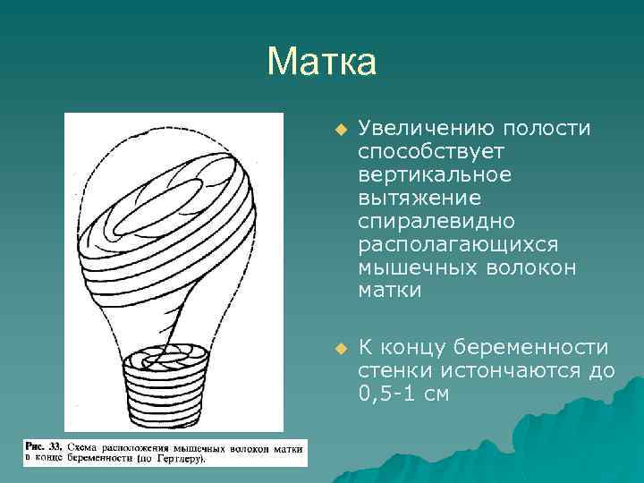 Матка u Увеличению полости способствует вертикальное вытяжение спиралевидно располагающихся мышечных волокон матки u К