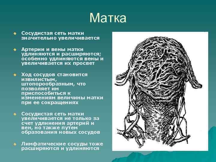 Матка u Сосудистая сеть матки значительно увеличивается u Артерии и вены матки удлиняются и