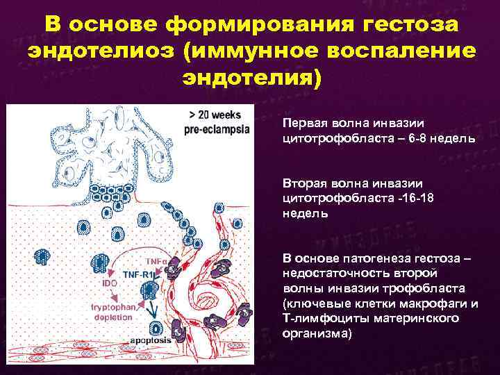 В основе формирования гестоза эндотелиоз (иммунное воспаление эндотелия) Первая волна инвазии цитотрофобласта – 6