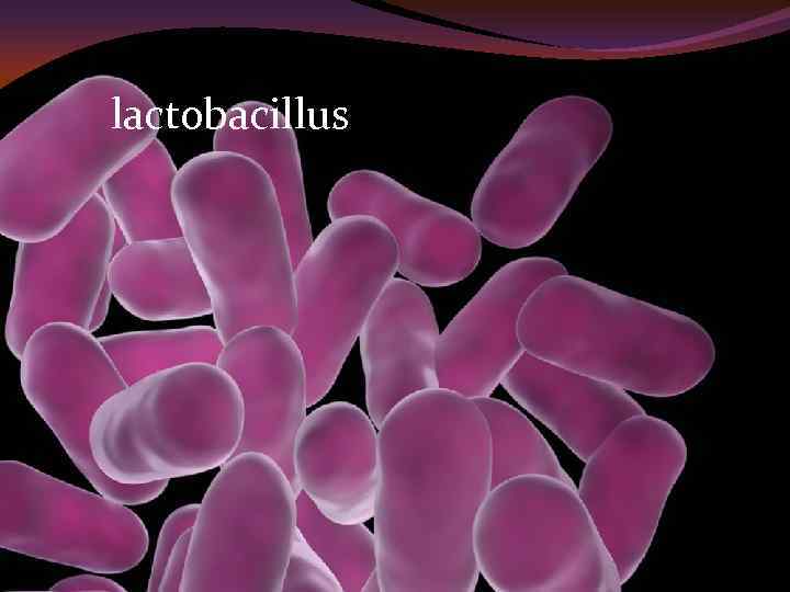  lactobacillus 